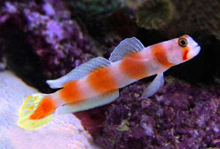 Goby: Orange Banded Prawn; Afr