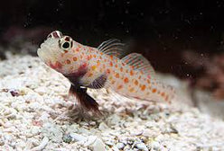 Goby: Orange Spot Prawn