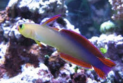 Goby: Purple Firefish