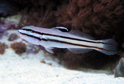 Goby: Railway Sleeper