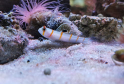 Goby: Randalls