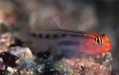 Goby: Red Cap; Mex.