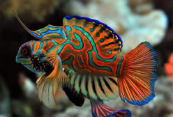 Goby: Red Mandarin