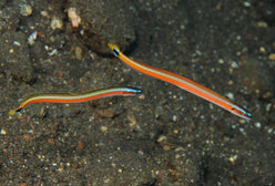 Goby: Red Striped Worm