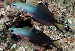 Goby: Scissortail