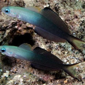 Goby: Scissortail