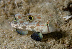 Goby: Twinspot (Signal)