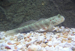 Goby: Watchman  (Pink/Blue Spo