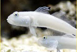 Goby: White Sleeper