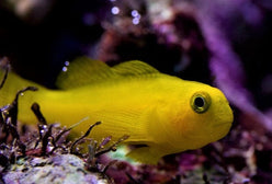 Goby: Yellow Clown