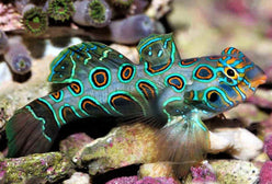 Goby: Yellow (Target) Mandarin