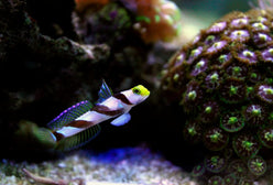 Goby: Yellow Rose (Antenna)