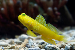 Goby: Yellow Watchman