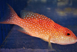 Grouper: Louti (Cherry)