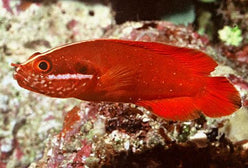 Grouper: Red Soapfish