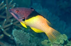 Hogfish: Coral