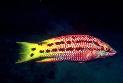 Hogfish: Costa Rica