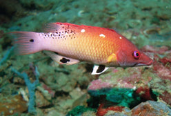 Hogfish: Dianas