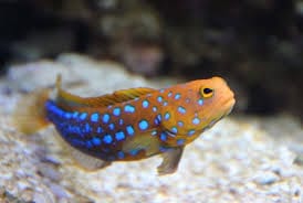 Jawfish: Blue Spot; Mexico