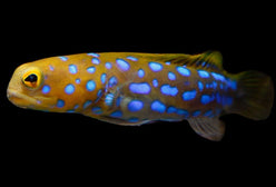 Jawfish: Blue Spot; Mexico