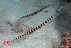 Pipefish: Banded