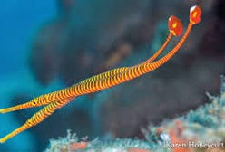 Pipefish: Red Banded