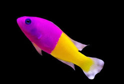 Pseudo: Bicolor chromis