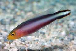 Pseudo: Rainbow chromis