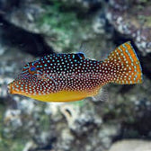 Puffer: Blue Spot; Fiji