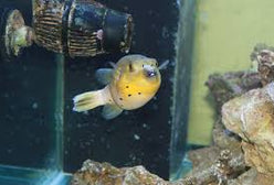 Puffer: Dogface; Yellow Belly