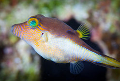 Puffer: Sharpnose; Atl.