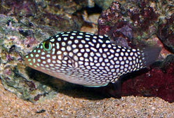 Puffer: Spotted