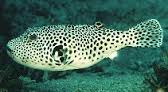 Puffer: Stellatus