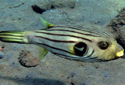 Puffer: Striped Dogface