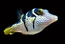 Puffer: Valentini