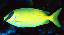 Rabbitfish: Blue Lined