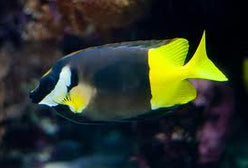 Rabbitfish: Fiji Foxface; Fiji