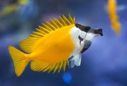 Rabbitfish: Foxface Yellow