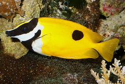 Rabbitfish: Foxface; Black Spo