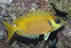 Rabbitfish: Golden