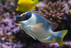 Rabbitfish: Metallic Foxface