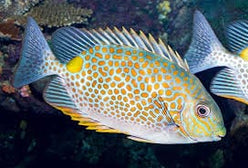 Rabbitfish: Orangespot