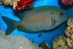 Rabbitfish: Orangespot; Fiji