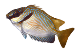 Rabbitfish: Scribbled