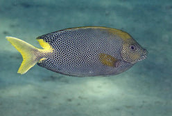 Rabbitfish: Starry