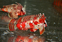 Scorpionfish: Pygmy Wasp Red