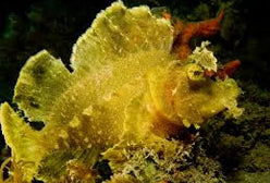 Scorpionfish: Rhinopias; Yello