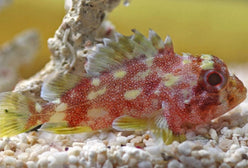 Scorpionfish: Yellow Spotted