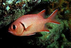 Squirrelfish: Bigeye Soldier