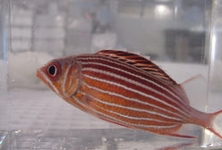 Squirrelfish: Candy Cane